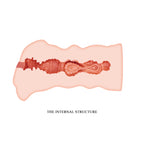 CRAZY BULL Leila ρεαλιστικό ανδρικό παιχνίδι αυνανισμού 13.5 εκ - image 5