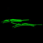 TOYBOY Glow-in-the-Dark faux leather handcuffs - image 4